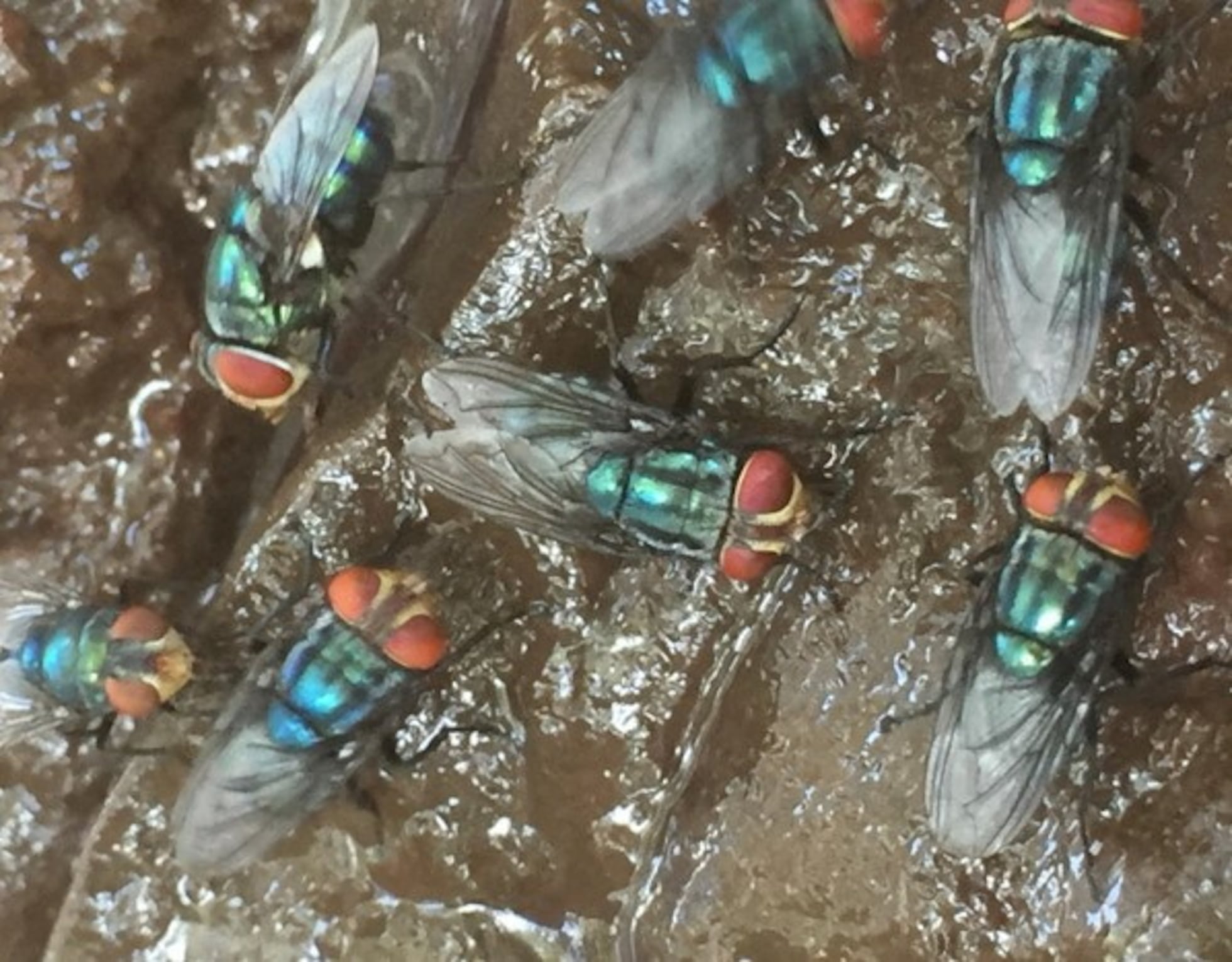 La técnica de la mosca estéril: cómo México y Estados Unidos erradicaron la  plaga del gusano barrenador hace más de 20 años | EL PAÍS México