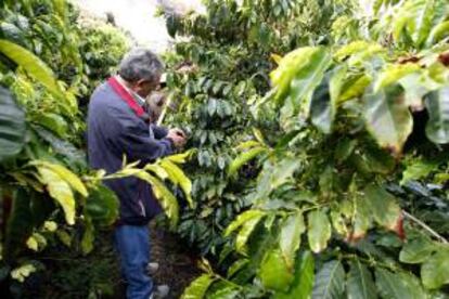 Un grupo especialistas en café visitan las plantaciones del valle de Agaete, las únicas de este producto que existen en España y que aspira a convertirse en un reclamo turístico adicional para Gran Canaria.