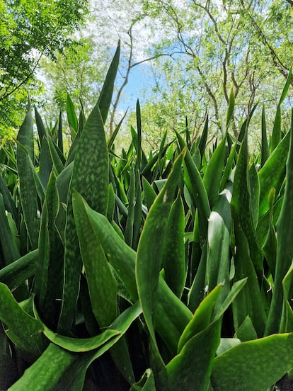 Plantas de henequén cultivadas alrededor de la hacienda.