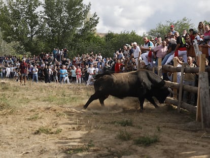 El Toro de la Vega hoy en el momento en que embiste contra una de las protecciones.