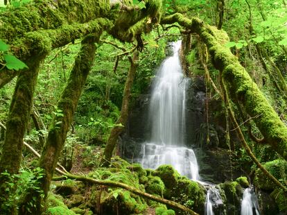 Entre bosques de aspecto mágico transcurre la fervenza de Gosolfre (A Coruña).