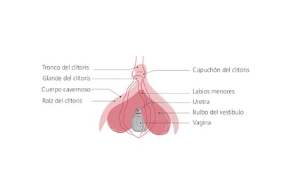 <p>Con el clítoris ocurre igual que con cualquier otra parte del cuerpo, el de cada mujer tiene su propio aspecto. Aunque, tienen una forma común.</p> <p>Lejos de lo que se puede pensar, este órgano va mucho más allá de lo que se ve entre los labios. <strong>Está formado por varias partes</strong>: las raices, los bulbos, el tronco y el glande —sí, como en el pene—, aunque algunos expertos incluyen este último en el tronco, indican las autoras de <em>Entre mis labios mi clítoris</em>.</p> <p>"<strong>Todo el clítoris mide una media de 9 a 11 centímetros</strong>, y el glande —que es la parte exterior, situado en la zona superior de la vulva— mide 1 centímetro", aclaran Hubin y Michel y añaden que "está total o parcialmente cubierto por un capuchón protector, llamado también prepucio".</p> <p>El tronco, por su parte, es la prolongación del órgano hacia el interior del cuerpo y acaba dividiéndose en las raices, que rodean la uretra y la vagina. Por último, en el lugar de nacimiento de las raices "emergen los bulbos", que también están en el interior del cuerpo y<strong> pegados a las paredes de la vagina</strong>.</p>