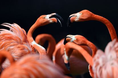 Flamencos en el zoo de Colonia (Alemania).