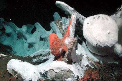 Esqueleto de ballena colonizado por bacterias quimiosintéticas.