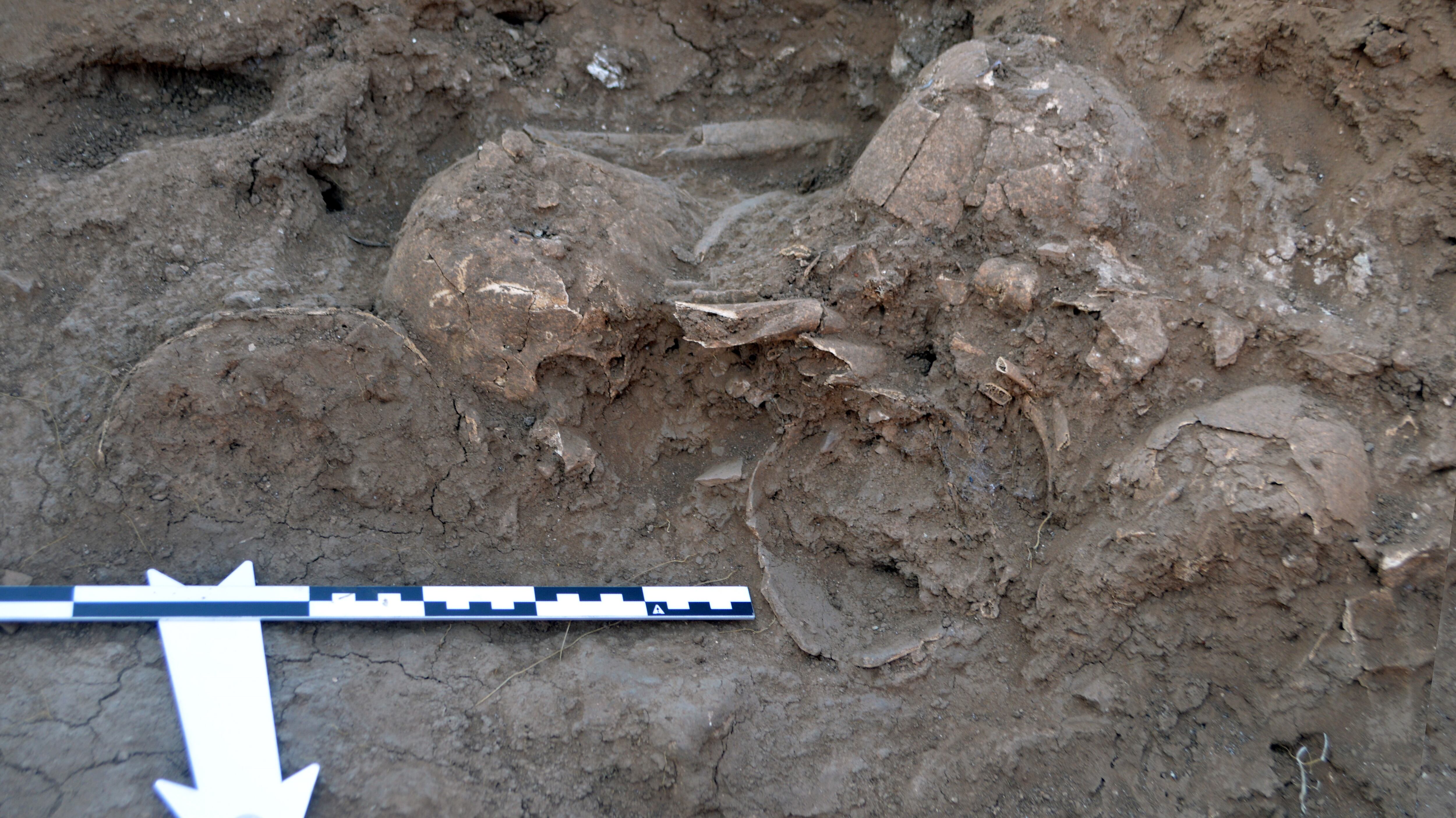 Algunos de los cráneos descubiertos en Alarcos, antes de su extracción.