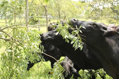 Vacas comen hojas de árboles