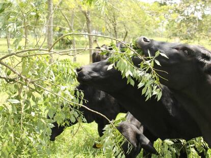 Vacas comen hojas de &aacute;rboles