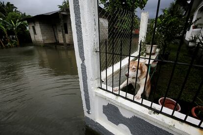 Un perro en una casa afectada por el huracán Eta en Honduras.