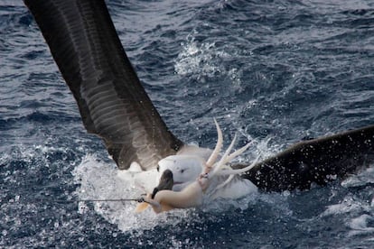 Un albatros pica un anzuelo de un buque palangrero en la costa de Brasil.