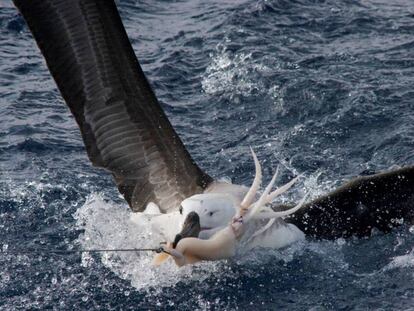 Un albatros pica un anzuelo de un buque palangrero en la costa de Brasil.