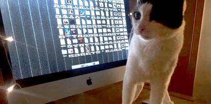 El gato de Joaquín Reyes sobre el teclado de su ordenador. 