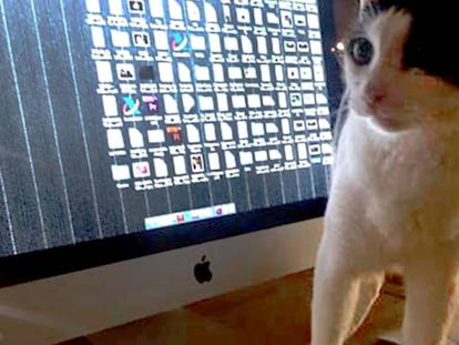 El gato de Joaquín Reyes sobre el teclado de su ordenador. 