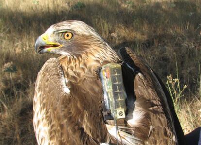 Aguililla calzada con un aparato GPS para almacenar datos de localización