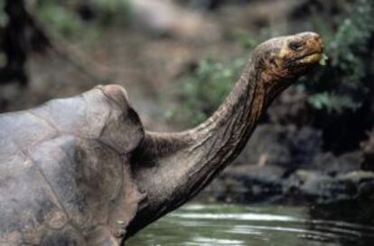 Lonesome George (El Solitario Jorge) en una imagen tomada en 1989 en la isla Isabela (Galápagos).