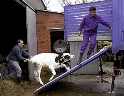 Una ternera gallega es retirada para su destrucción por ser compañera de granja de una <i>vaca loca</I>.