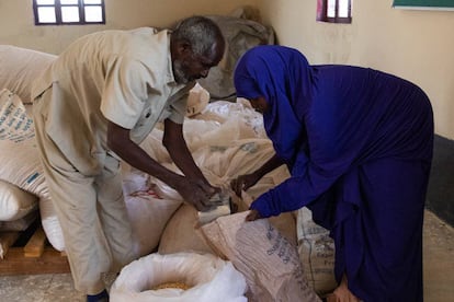 Una mujer recoge semillas resistentes a la sequía e inmunes a las enfermedades en el banco de semillas organizado por Havoyoco en Galoley, Somalilandia.