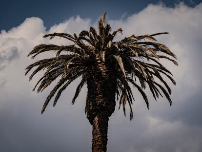 La famosa palmera de la glorieta de la palma, el 21 de abril, poco antes de ser talada.