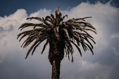 La famosa palmera de la glorieta de la palma, el 21 de abril, poco antes de ser talada.