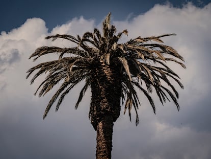 La famosa palmera de la glorieta de la palma, el 21 de abril, poco antes de ser talada.