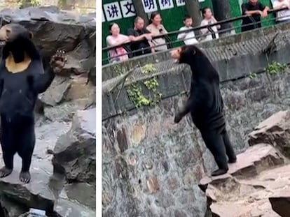 Vídeo | Un zoo chino desmiente que uno de sus osos sea un hombre disfrazado