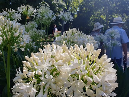 Agapantos blancos situados frente al Palacio de Cristal del Parque del Retiro