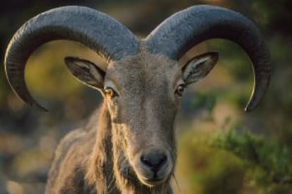 Oveja salvaje del Alto Atlas marroquí, llamadas 'aoudad' por los bereberes.