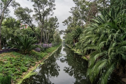 La vegetación se extiende a lo largo del Canal Nacional.