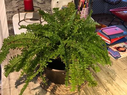 Un helecho (nephrolepis) en una  habitación iluminada.