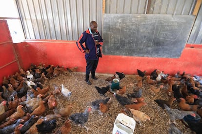 Joseph Maina, director de la escuela Mwea, observa mientras atiende a los pollos que está criando en una de las aulas que ha convertido en gallineros. El cierre de las escuelas ha dejado en situación crítica muchos de estos centros. "Te lo digo, muchos no volverán a abrir", recalcan tanto Maina como Kung'u. El primero recuerda que escuchó en la televisión que el dueño de un colegio se dedica a la venta ambulante y Kung'u menciona a otro que se suicidó "por la frustración".