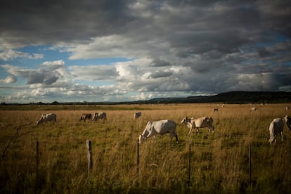 Cows in the municipality of Pirayu, in March 2016.