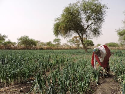 La presidenta de otro grupo de agricultoras beneficiario del proyecto trabaja en el campo que tienen asignado. Todas las desplazadas coinciden en que esta posibilidad les da cierta seguridad e independencia en un momento en el que han dejado atrás sus vidas para escapar del horror y todo son incertidumbres.