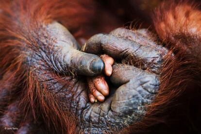 Este primer plano capta el momento conmovedor en el que un beb¨¦ posa su peque?a mano en la gran mano de su madre. Jami Tarris tom¨® esta fotograf¨ªa mientras estaba en Borneo trabajando en un reportaje sobre los efectos de la agricultura del aceite de palma en el h¨¢bitat de los orangutanes. La p¨¦rdida de la selva primaria es una seria amenaza para esta especie en peligro cr¨ªtico.