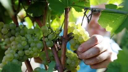 La vendimia ha tenido que adelantarse este año en la mayor parte de España por el ascenso de las temperaturas. THINKSTOCK/REUTERS
