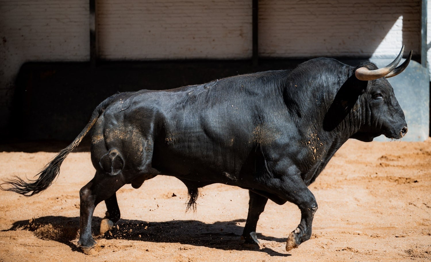 Cantaor, el toro premiado de Victoriano del Río, en los corrales de Las Ventas.