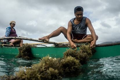 Un pescador trabaja en su plantación de algas. Actualmente, esta actividad ocupa unas 1000 hectáreas en la bahía de Taytay.
