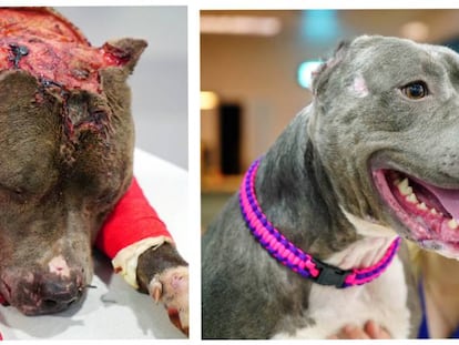 La 'pit bul'l Betsy, utilizadA como 'sparring' en peleas de perros, antes y después de recibir el tratamiento.