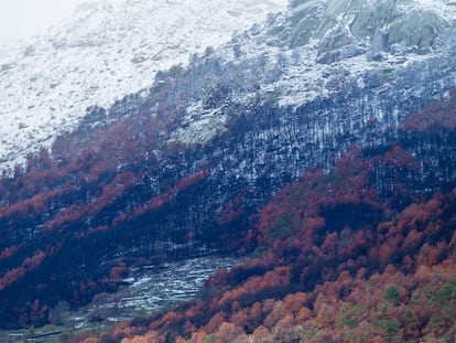 Estado de una zona afectada por el incendio en Ávila en agosto de 2021.