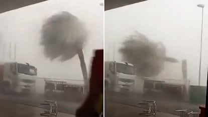 Captura de vídeo donde se muestra la fuerza del viento que arrancauna palmera en Orihuela (Alicante). @MeteOrihuela