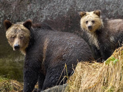Una hembra de oso grizzly junto a su cría en la provincia de la Columbia Británica, en Canadá.