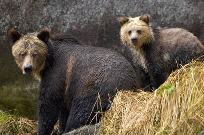 Una hembra de oso grizzly junto a su cría en la provincia de la Columbia Británica, en Canadá.