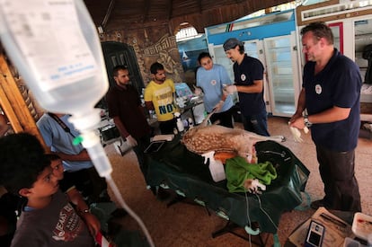 Miembros de la ONG 'Four Paws' (Cuatro Patas) comprueban el estado de un ciervo del zoo de Khan Yunis (Gaza) antes de evacuarlo.