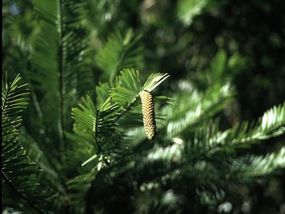 Cono masculino de 'Wollemia nobilis'.