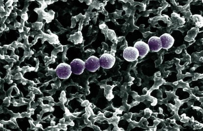 As bactérias da espécie ‘Streptococcus pneumoniae’ podem provocar pneumonias letais.