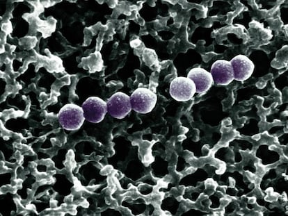 As bactérias da espécie ‘Streptococcus pneumoniae’ podem provocar pneumonias letais.