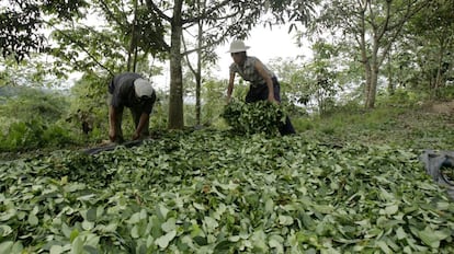 Plantación de coca en la región de Ayacucho, Perú.