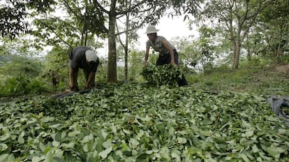 Plantação de coca na região de Ayacucho, Peru