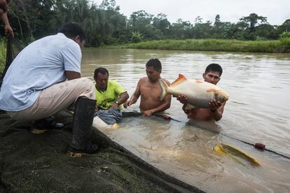 Piscicultores de la comunidad wampi de Villa Gonzalo recogen gamitanas en el río Santiago.