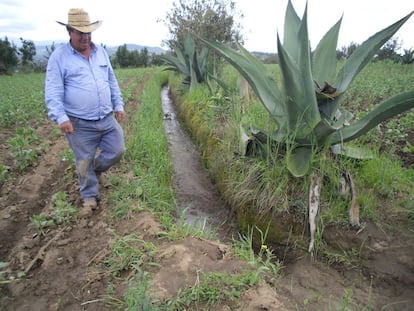 El sistema metepantle ha sido mantenido por más de 3.000 años por las familias campesinas de lo que ahora es el estado mexicano de Tlaxcala. 