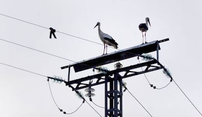 Dos cig&uuml;e&ntilde;as posadas en un poste el&eacute;ctrico, en El Boalo (Madrid).