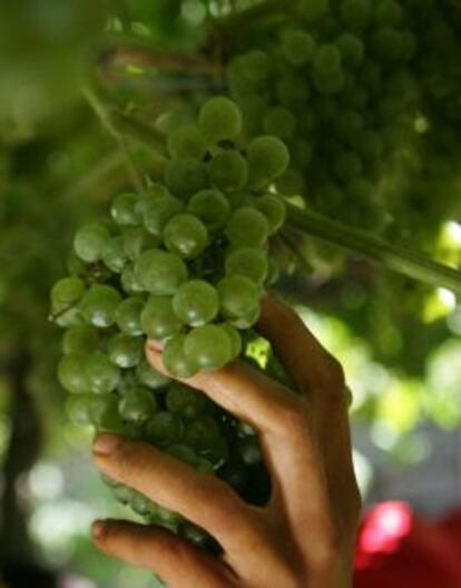 El valle del Rosal, en Pontevedra, es el lugar ideal para el cultivo de las uvas albariña, loureiro y teixadura.